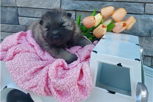 Khloe - Keeshond for sale