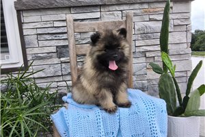Damon - Keeshond for sale