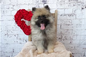 Dylan - Keeshond for sale