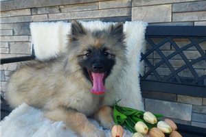 Ryan - Keeshond for sale