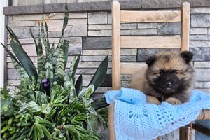 Alfredo - Keeshond for sale
