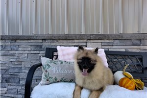 Meredith - Keeshond for sale