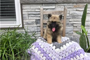 Lilliam - Keeshond for sale