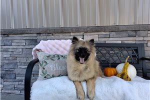 Maria, a Keeshond puppy
