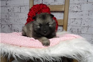 Ruth - puppy for sale