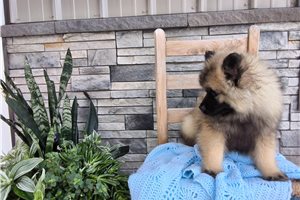 Murray - Keeshond for sale