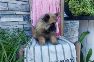 Lilliam - Keeshond for sale