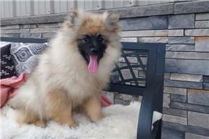 Zuri - Keeshond for sale