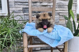 Marshall - Keeshond for sale