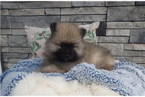 Karter - puppy for sale