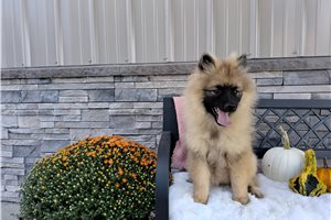 Meredith - Keeshond for sale