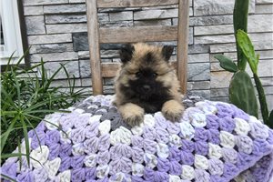 Maude - Keeshond for sale