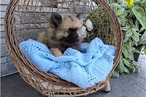 Alfredo - Keeshond for sale