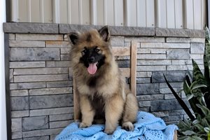 Marshall - Keeshond for sale
