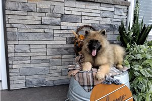 Monroe - Keeshond for sale
