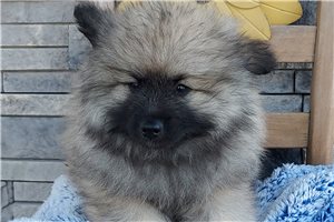 Rowan - Keeshond for sale
