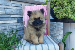 Lacie - Keeshond for sale