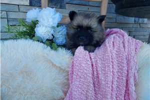 Lilliam - Keeshond for sale
