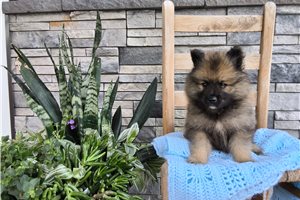 Alexander - Keeshond for sale