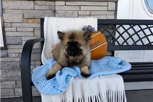 Merlin - Keeshond for sale