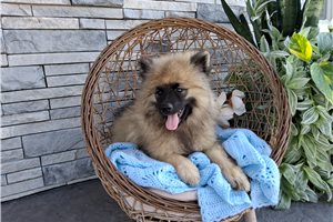 Monroe - Keeshond for sale