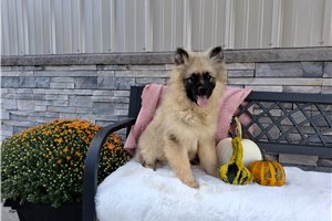 Laken - Keeshond for sale
