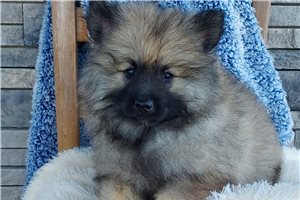Ryan - Keeshond for sale