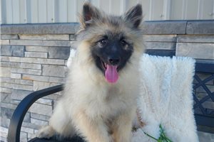 Riley - Keeshond for sale