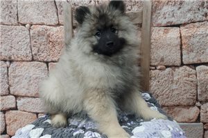 Rose - puppy for sale