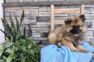 Marshall - Keeshond for sale