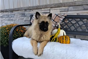 Lilliam - Keeshond for sale