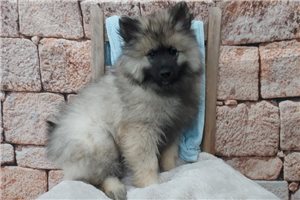 Riley - Keeshond for sale