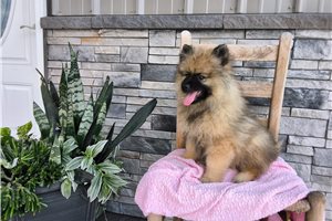 Maria - Keeshond for sale