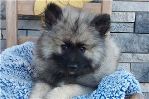 Robert - puppy for sale