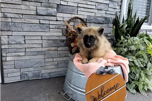 Lilliam - Keeshond for sale