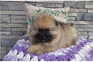 Khloe - Keeshond for sale