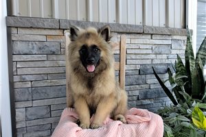 Lilliam - Keeshond for sale