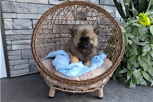 Merlin - Keeshond for sale