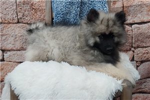 Robert - Keeshond for sale