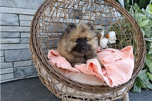 Alya - Keeshond for sale