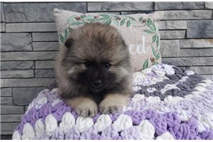 Kiara - puppy for sale