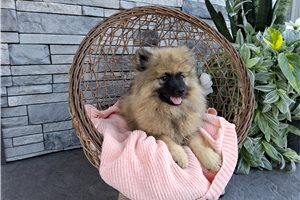 Maria - Keeshond for sale