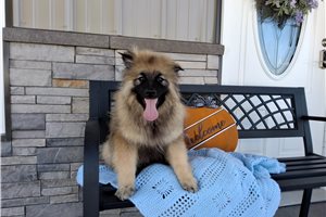 Marshall - Keeshond for sale