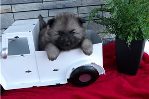 Asher - Keeshond for sale