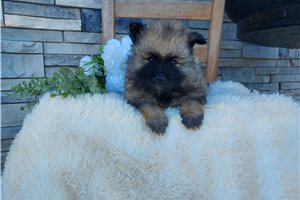 Lacie - Keeshond for sale