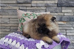 Kaylee - Keeshond for sale