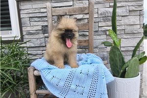 Luke - Keeshond for sale