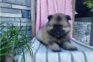 Maude - Keeshond for sale