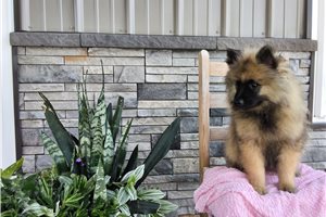 Lilliam - Keeshond for sale