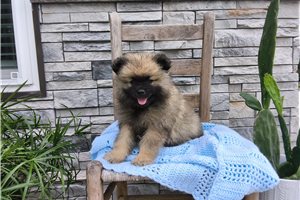 Monroe - Keeshond for sale